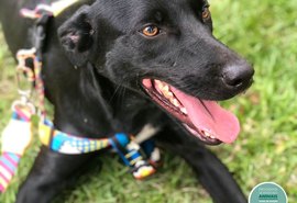 Focinho Responsável promove evento Viva Pet – Integrando Vidas