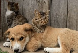 Suspeita de envenenamento de cães e gatos em vários bairros de Piranhas mobiliza Polícia