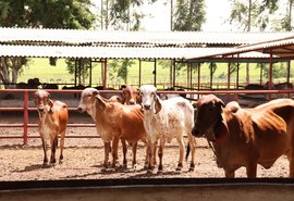 JJPZ prepara 30 lotes Gir e Girolando para Leilão Genética de Berço