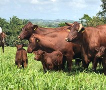 Leilão Fazenda Mangabeira registra vendas para seis estados