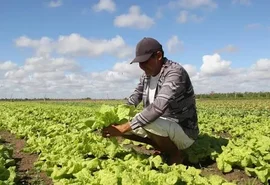 Alagoas terá R$ 1,4 bilhão em crédito rural no Plano Safra 26/27