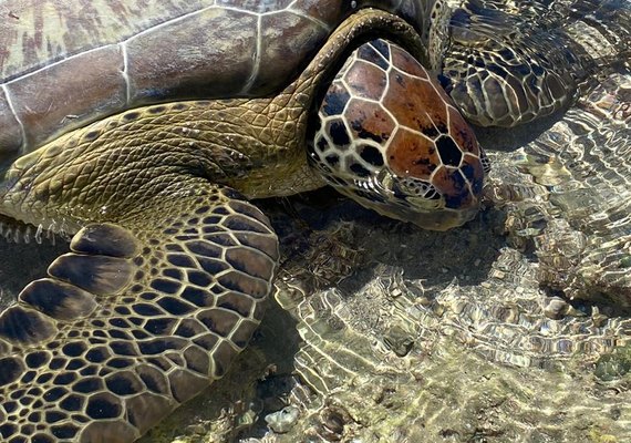 Tartaruga Verde encalhada nas piscinas naturais da Ponta Verde