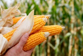 Conab estima produção de milho em 115,6 mi toneladas com clima favorável