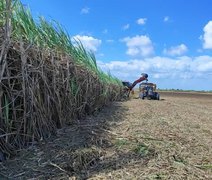 Usinas já moeram 17,7 milhões de toneladas cana em Alagoas