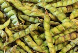 Feijão Guandu: características, benefícios e como produzir