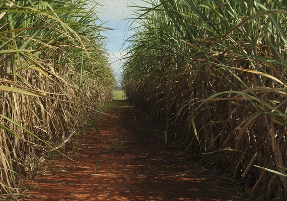 NE terá ampliada a cota americana de exportação de açúcar