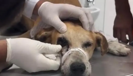 Cachorro baleado no olho: suspeito se apresenta e nega disparo