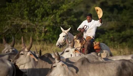 Chapéu ou capacete? Governo esclarece regras de segurança no trabalho rural