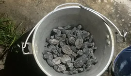 Filhotes de tartaruga morrem atropelados em Guaxuma por causa de fotopoluição