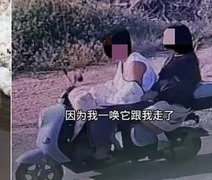 Cão com 1,5MI de seguidores é sequestrado e abatido em restaurante na China