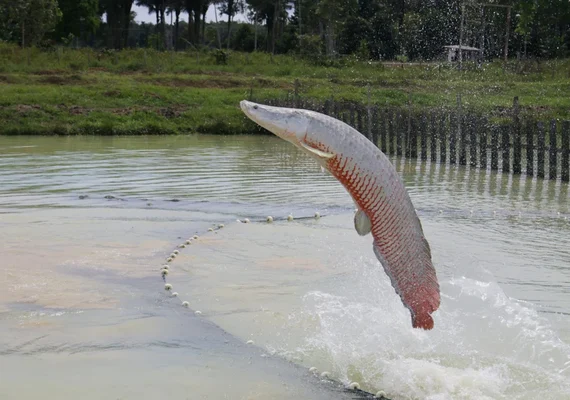 Ibama classifica pirarucu como espécie invasora fora da Amazônia