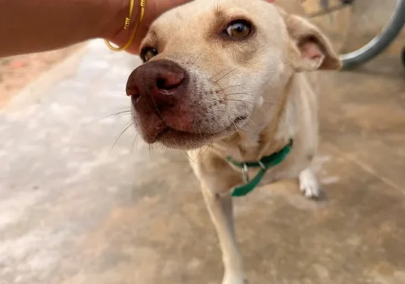 Castramóvel atinge marca de 1,7 mil animais castrados em Delmiro Gouveia