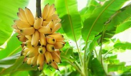 Sigatoka: Adeal fará inspeção em municípios produtores de banana