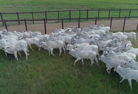 18º edição do leilão da Agro CPMF traz tradicionais lotes da Bezerrada Positiva