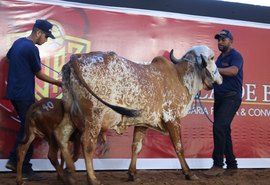 4º Genética de Berço registra alta de 26,2 %