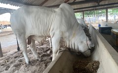 É uma linda fazendinha com mini animais