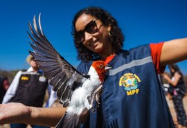 Mais de 190 animais silvestres resgatados pelo FPI são devolvidos à Caatinga