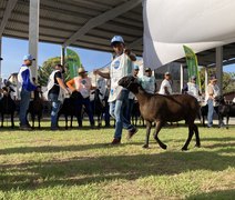 Programação de julgamentos de animais continua nesta quarta (26) na 72ª Expoagro