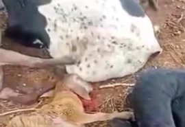 'Chupa-cabra' e o rastro de sangue que tira o sono do produtor em Igaci