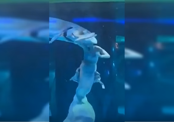 VÍDEO: “Sereia” é atacada por peixe gigante em aquário