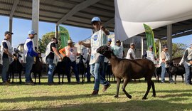 Programação de julgamentos de animais continua nesta quarta (26) na 72ª Expoagro