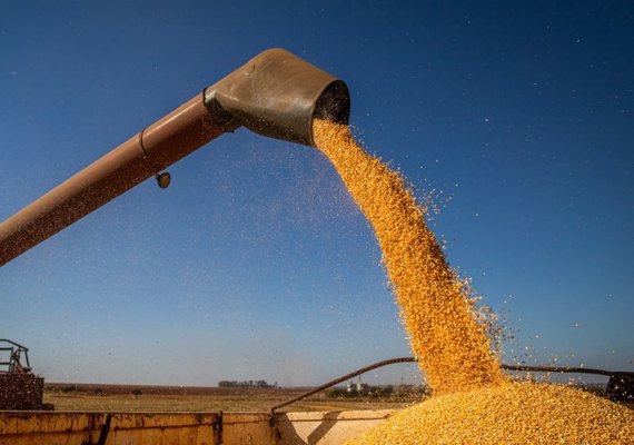 Governo autoriza compra de 200 mil toneladas de milho para pequenos criadores