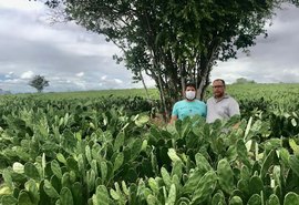Presidente da CPLA conhece nova técnica de cultivo de palma