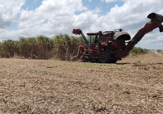 Levantamento mostra que usinas alagoanas produziram mais de 465 mil toneladas de açúcar