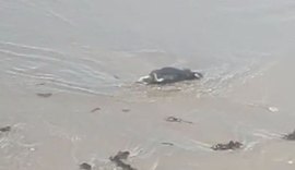Vídeo: Turistas encontram ratos mortos na orla da praia da Jatiúca