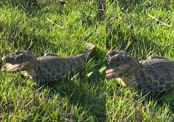 Jacaré é encontrado em terreno próximo a residências em Palmeira dos Índios