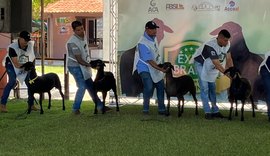 Santa Inês inicia atividades na Expoagro com 600 animais em pista