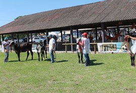 Gado leiteiro promete movimentar Expoalagoas Genética 2019