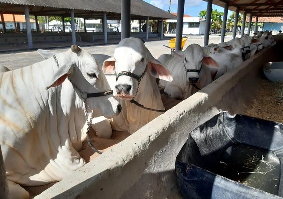 Animais começam a chegar no Parque da Pecuária para a Expoagro 2020