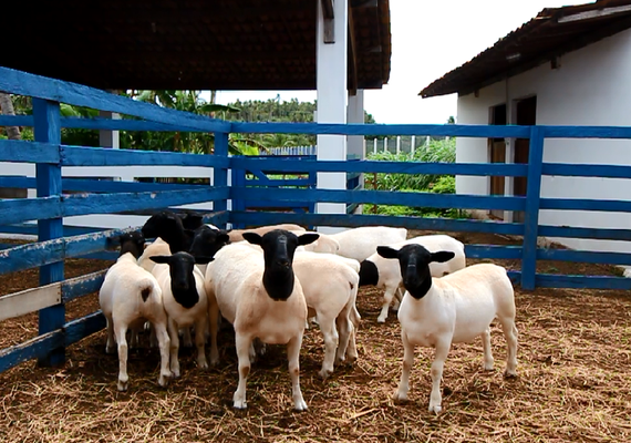 Julgamento Dorper recebe criadores de São Paulo a Rio Grande do Norte