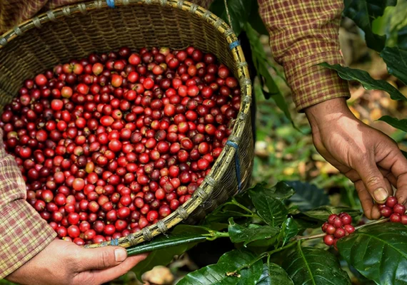 Café despenca nas bolsas e pressiona decisões de venda no Brasil
