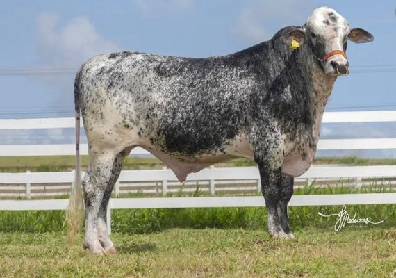 Mais Leite tem prateleira recheada para o setor