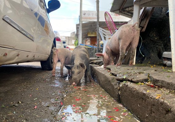 Promessas de JHC viram lama: Porcos e sujeira dominam o Mercado da Produção em Maceió