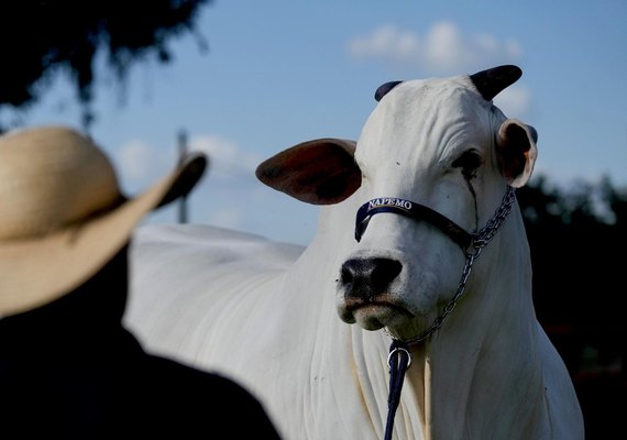 Medidas da União Europeia contra carne brasileira reacendem impasse em acordo