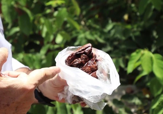 Conheça o 'Rabo-de-Bugio' a planta por trás da valiosa própolis vermelha