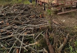 PM flagra desmatamento Ilegal em reserva indígena em AL