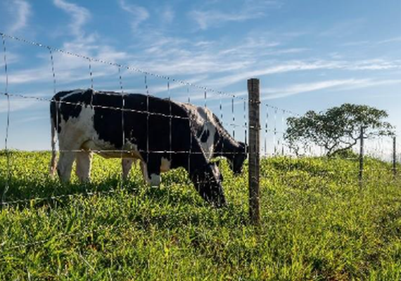 Cercas inteligentes aumentam produtividade do gado leiteiro
