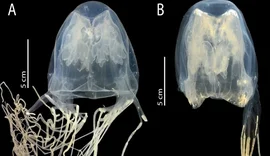 Cientistas descobrem nova espécie de água-viva com veneno mortal