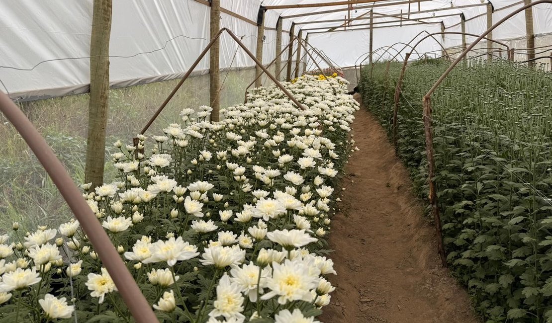 Colheita inédita de crisântemos reforça potencial da Zona da Mata para a floricultura