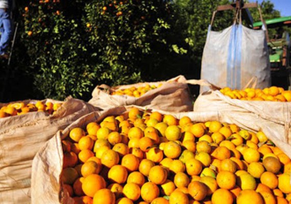 Confira como anda a produção rural diante da crise do coronavírus