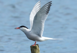Prorrogado por mais 180 dias estado de emergência zoossanitária por gripe aviária