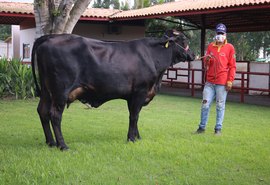 6° Leilão Genética de Berço oferece ao comprador lote 2 em 1
