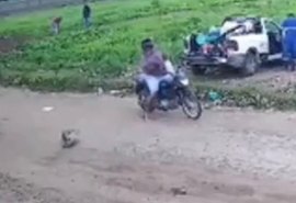 Homem é denunciado pelo MP-AL por agredir cadela com paulada em Delmiro Gouveia