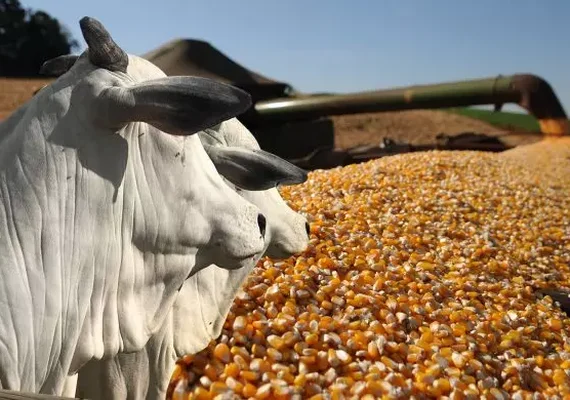 Confira o que dizem os planos de governo dos candidatos à Presidência para a agropecuária