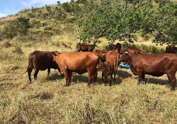 Fazenda Mangabeira tem 100% de liquidez no Leilão 3 Histórias