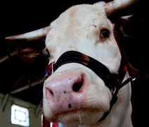 Demanda dos EUA por carne bovina abre janela estratégica para Brasil e Mercosul
